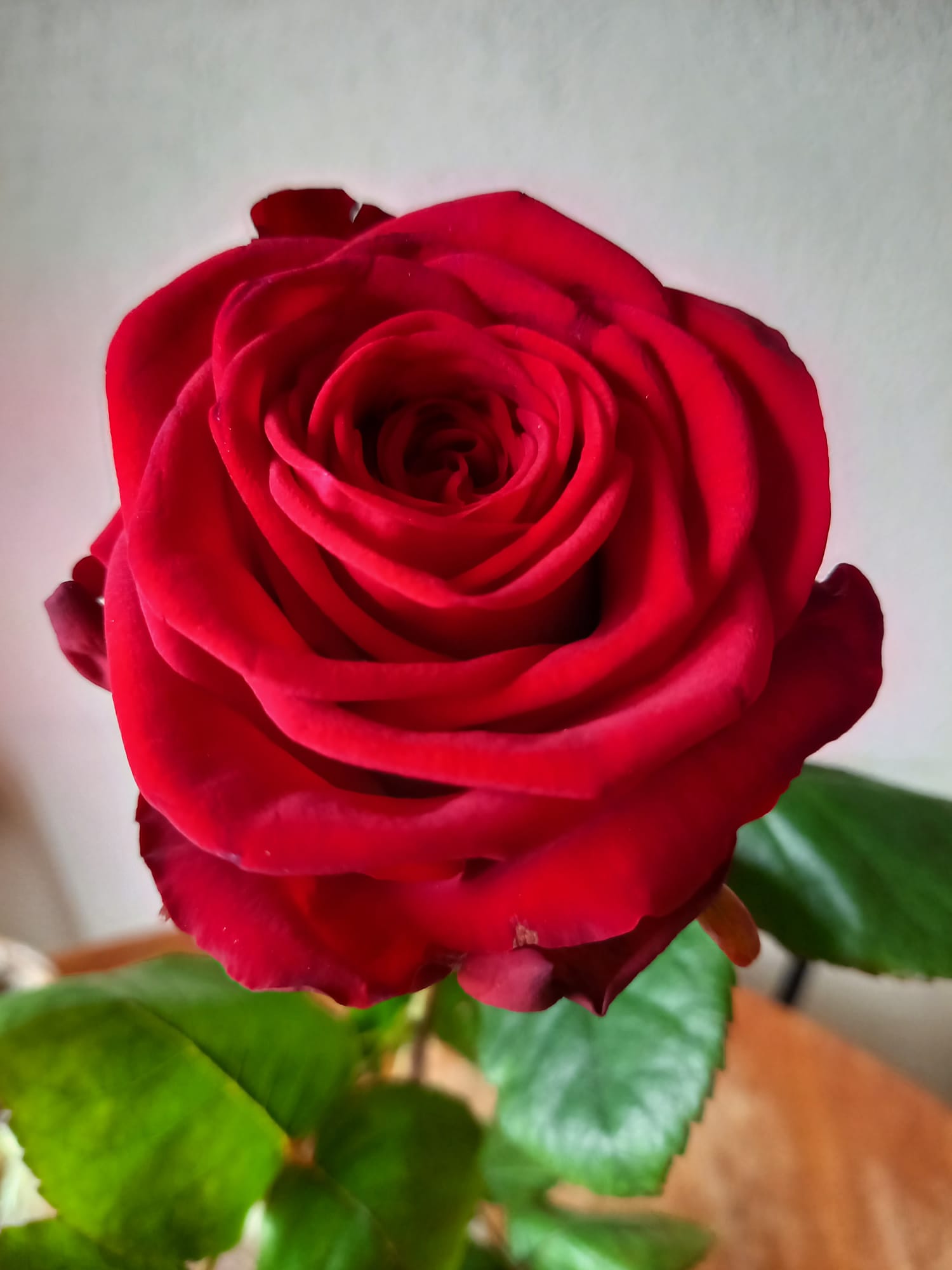 rose rouge
